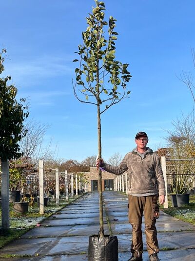 Malus domestica 'Keulemann' / Apfel 'Keulemann' Hochstamm 10-12 StU im Container, junger Baum mit Stamm und Krone im Austrieb