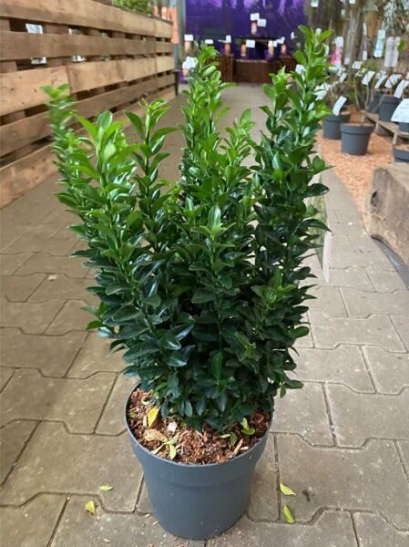 Euonymus japonicus (Japanischer Spindelstrauch) 20–30 cm C3, aufrechter Strauch im schwarzen Pflanztopf mit grünen Blättern.