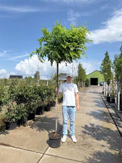 Robinia pseudoacacia 'Umbraculifera' / Kugel-Robinie am Stamm 225 cm, Container, runde Krone mit grünem Laub