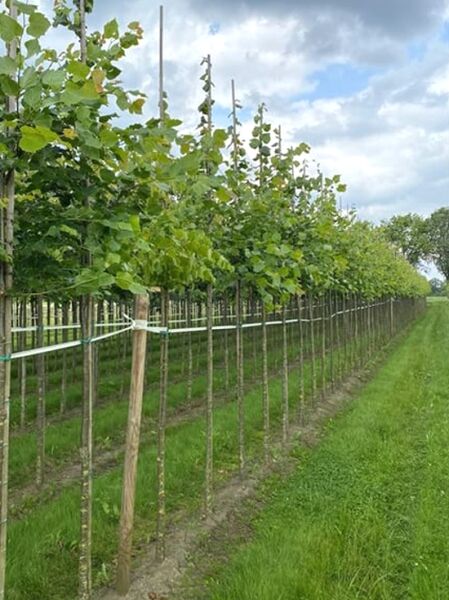 Tilia cordata 'Rancho' / Kleinkronige Winter-Linde Hochstamm 10-12 StU m. Db., aufgebunden, mit grünem Laub in Reihenkultur