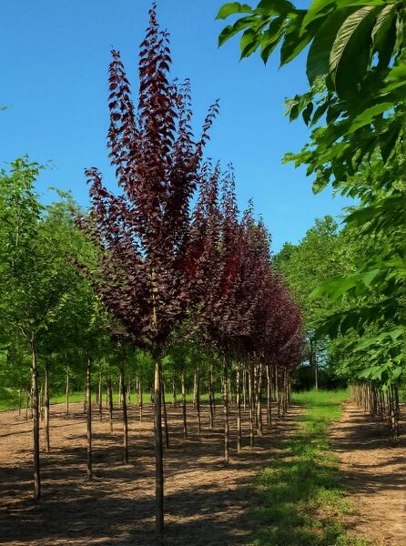 Prunus cerasifera 'Hessei' / Wildpflaume 'Hessei' Hochstamm 18-20 StU mit dunkelrotem Laub, in Reihe gepflanzt.