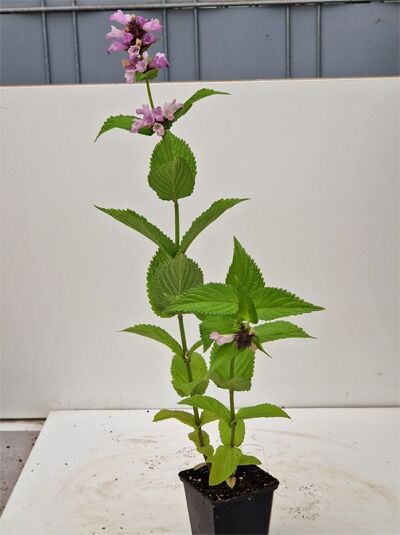 Nepeta subsessilis 'Sweet Dreams' / Sitzende Katzenminze 'Sweet Dreams' P9, Topfpflanze mit rosa Blütenähren und grünen Blättern