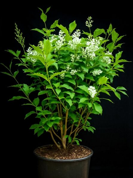 Syringa josiflexa 'Agnes Smith' / Flieder 'Agnes Smith' 125-150 cm C20, mehrstämmiger Strauch im Container mit weißen Blütenrispen
