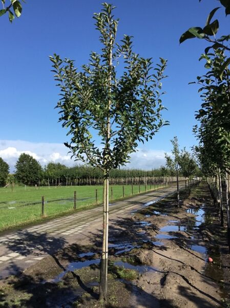 Apfel Malus domestica 'Bramley's Seedling' als Hochstamm, Stamm mit Stützpfahl und verzweigter Krone mit grünen Blättern