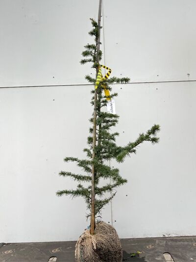 Libanon-Zeder (Cedrus libani) 80-100 cm m. B., junger Nadelbaum mit Ballen und Stützstab