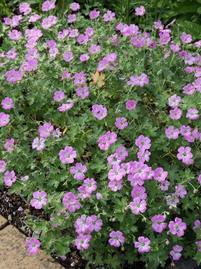 Storchschnabel 'Mavis Simpson' / Geranium riversleaianum 'Mavis Simpson'