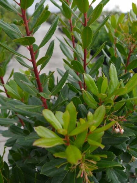 Glockige Prachtglocke 'Pagode' / Glockige Prachtglocke 'Pagode'