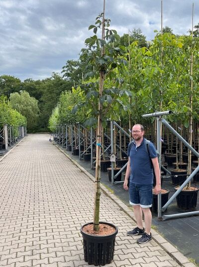 Gefülltblühende Rosskastanie (Aesculus hippocastanum 'Baumannii') Hochstamm 10-12 StU im Container, mit Stützpfahl und Laubkrone.