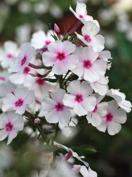 Phlox paniculata 'Graf Zeppelin' / Großblättrige Flammenblume 'Graf Zeppelin' mit weiß-rosa Blüten und purpurroter Mitte