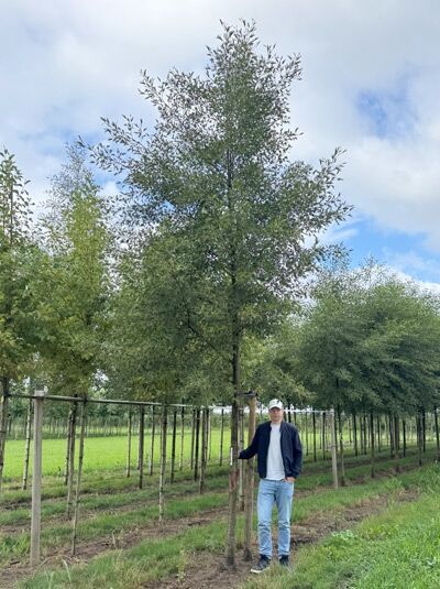 Schlitzblättrige Schwarz-Erle (Alnus glutinosa 'Laciniata'), Hochstamm 25–30 StU m. Db., Baum mit schmaler Krone im Feld.