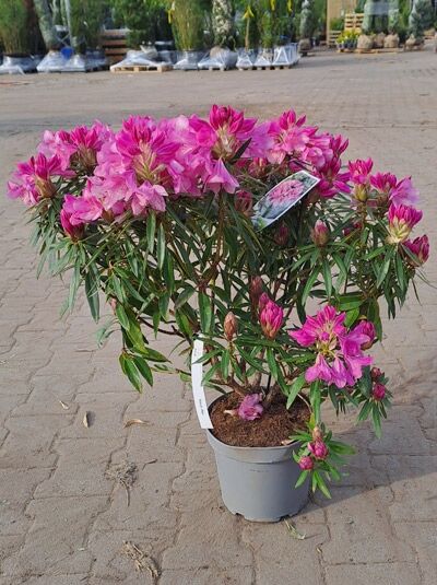 Pontischer Rhododendron 'Graziella' - Rhododendron ponticum 'Graziella'