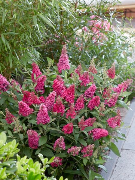 Zwerg-Sommerflieder / Zwerg-Schmetterlingsflieder 'Butterfly Candy ® 'Little Ruby' / Zwerg-Sommerflieder / Zwerg-Schmetterlingsflieder 'Butterfly Candy ® 'Little Ruby'