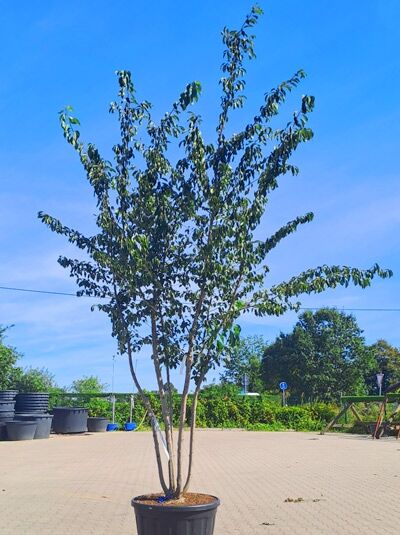 Tokyo-Kirsche 400-450 cm mehrstämmig / Prunus yedoensis (1577196)