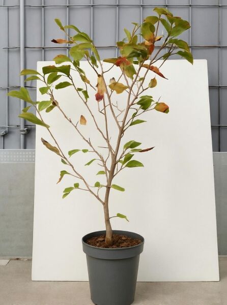 Hamamelis mollis (Chinesische Zaubernuss) 60–80 cm C7, junger Strauch im Topf mit verzweigten Trieben und grünen Blättern.