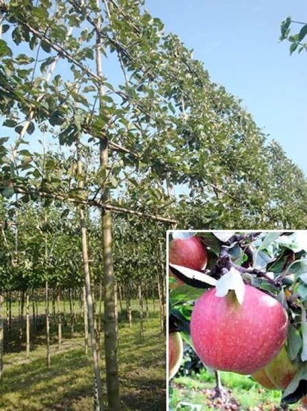 Apfel 'James Grieve' 'Hochstamm-Spalier' H:160 B:160 T:20 (Stamm 210 cm) / Malus domestica 'James Grieve'