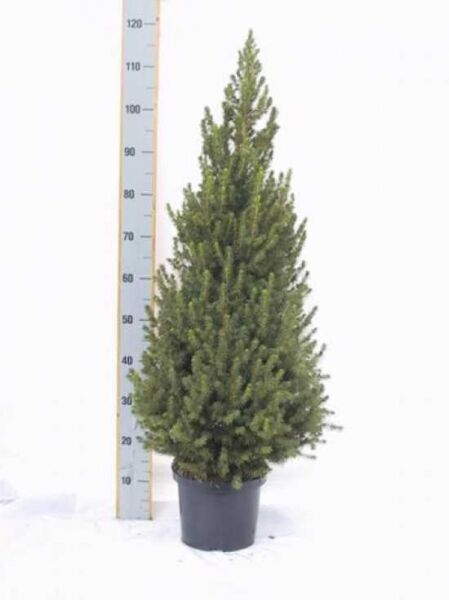 Zuckerhut-Fichte / Picea glauca 'Conica'
