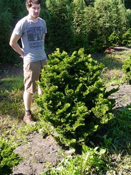 Zwerg-Muschelzypresse 'Nana Gracilis' / Chamaecyparis obtusa 'Nana Gracilis'