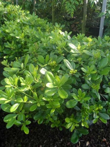 Chinesischer Klebsame 'Nanum' / Zwerg-Klebsame / Chinesischer Klebsame 'Nanum' / Zwerg-Klebsame