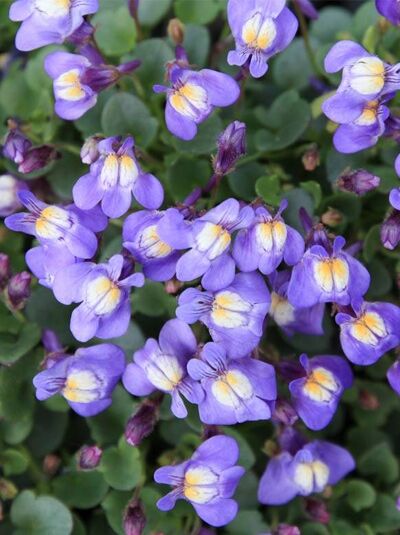 Zimbelkraut / Zimbelkraut