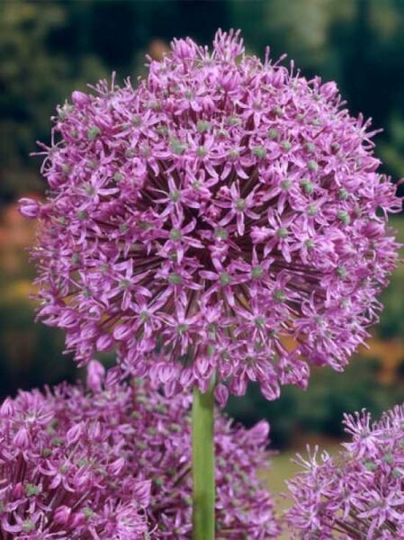 Zierlauch 'Mars' / Allium 'Mars'