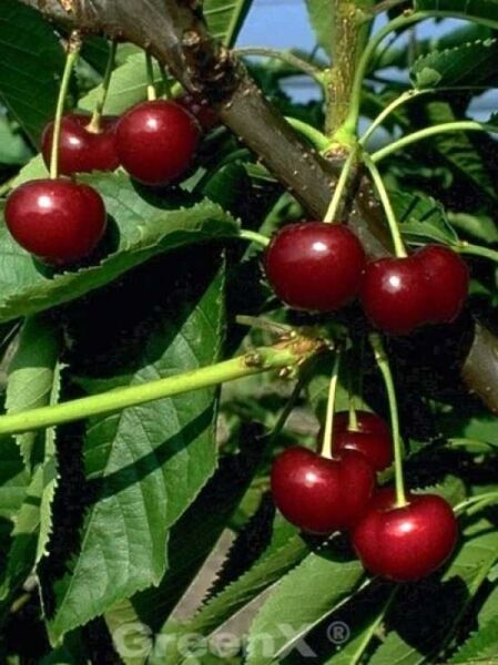 Süßkirsche 'Van' / Süßkirsche 'Van'