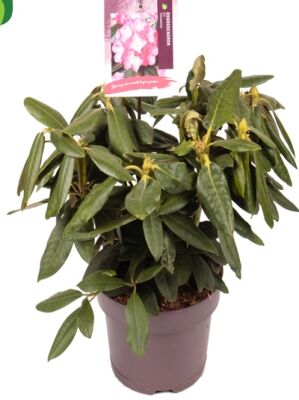 Rhododendron 'Fantastica' - Rhododendron yakushimanum 'Fantastica'