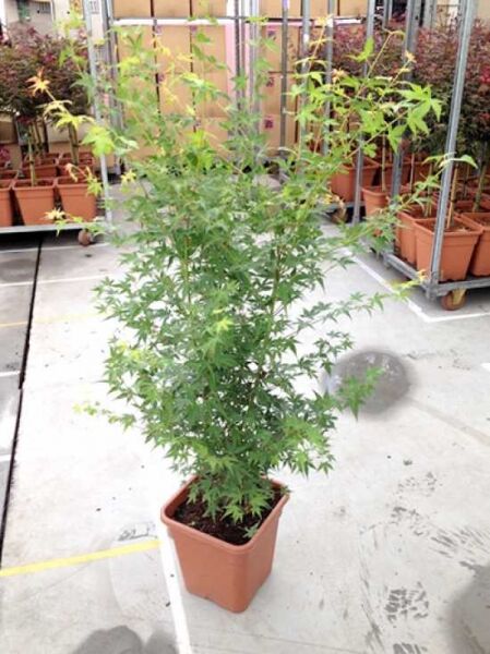 Zwerg-Fächer-Ahorn Acer palmatum 'Little Princess', grünes, fein geschlitztes Laub im Topf, ca. 30–50 cm, Container C12