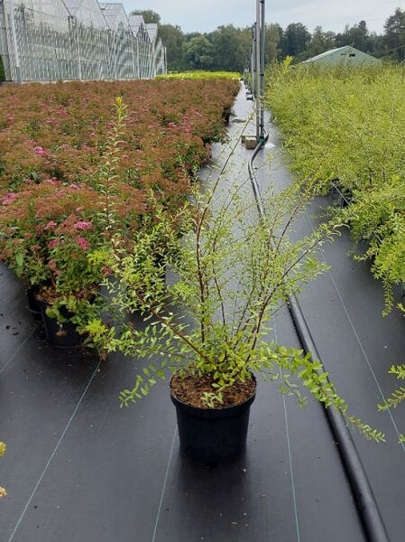 Braut-Spiere / Braut-Spiere