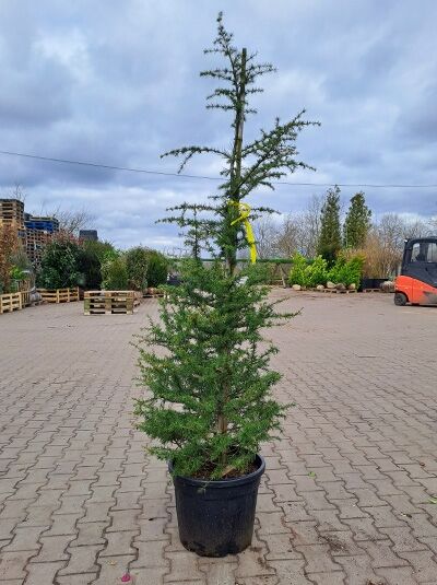 Cedrus libani (Libanon-Zeder) 150–175 cm im C30-Container, aufrechter Nadelbaum mit schlankem Stamm und waagerechten Ästen.