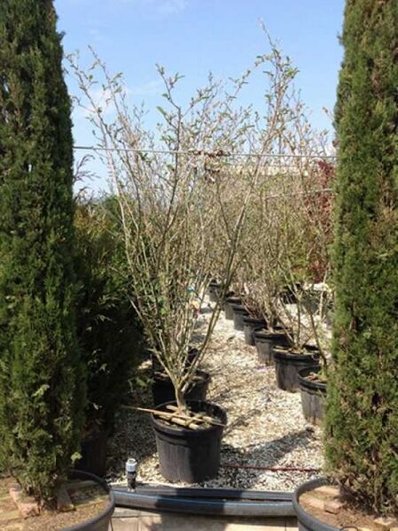 Zaubernuss 'Diane' / Zaubernuss 'Diane'