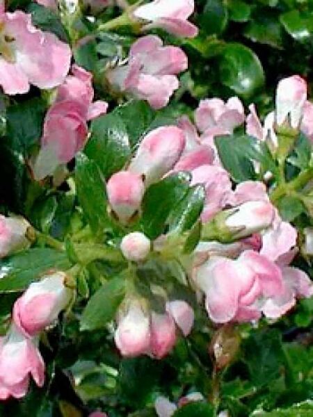 Escallonia 'Apple Blossum' / Escallonie 'Apple Blossum'
