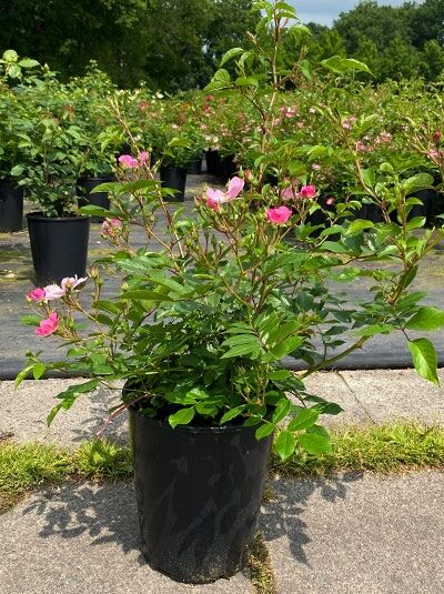 Rosa 'Ballerina' – Bodendeckerrose 'Ballerina' C5 im Topf mit rosa Blüten und grünem Laub