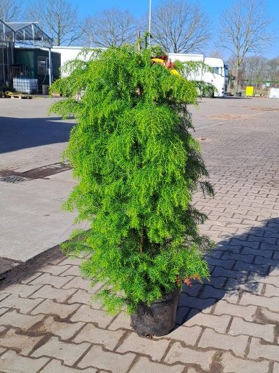 Cryptomeria japonica 'Elegans Viridis' / Sicheltanne 'Elegans Viridis', 100-125 cm C10, immergrüner Nadelstrauch im Topf.