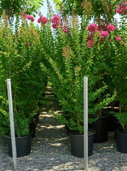 Lagerstroemia indica (Indische Lagerströmie) mit rosa Blüten, 175–200 cm, im Container C35.