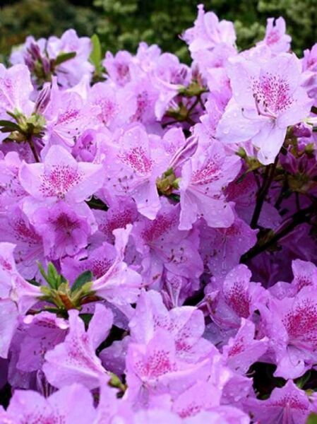Rhododendron obtusum 'Ledikanense' / Japanische Azalee 'Ledikanense'