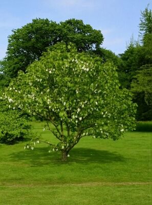 how to germinate bonsai seeds Grow Your Own Bonsai Starter Kit – Grow Buddha main image 1