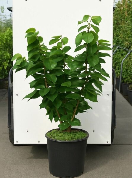 Chinesischer Judasbaum 'Avondale' (Cercis chinensis 'Avondale') im Container C20, 80–100 cm, mehrstämmige Pflanze mit grünem Laub