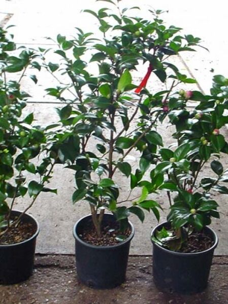 Japanische Kamelie rosa / Camellia japonica rosa