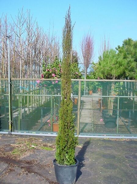 Mittelmeer-Zypresse / Säulen-Zypresse / Mittelmeer-Zypresse / Säulen-Zypresse