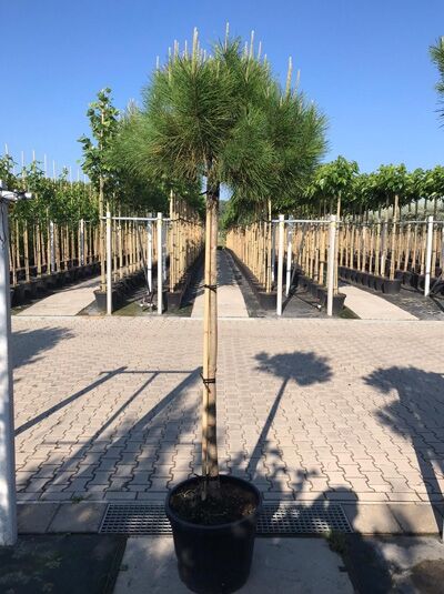 Italienische Stein-Kiefer / Mittelmeer-Kiefer / Schirmkiefer / Pinus pinea