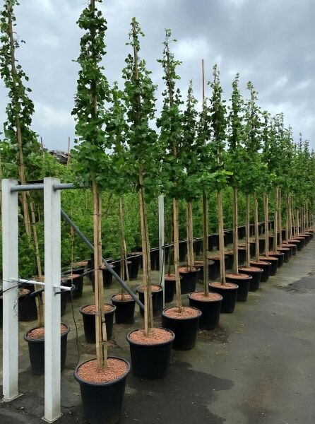 Ginkgo biloba (Ginkgobaum/Fächerblattbaum) Hochstamm 12–14 StU im Container, schlanker Stamm mit belaubter Krone im Topf