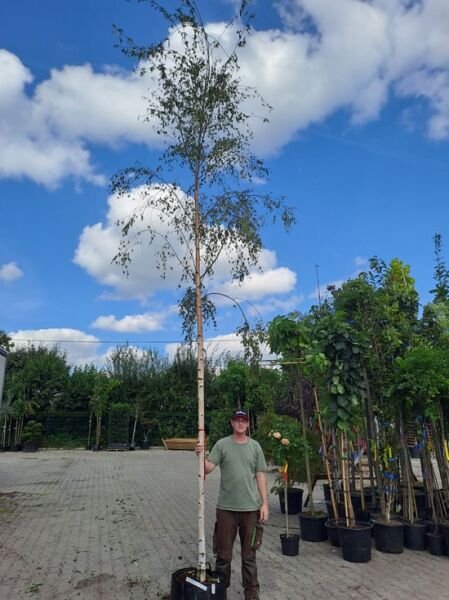 Betula pendula 'Laciniata' / Sand-Birke 'Laciniata' Hochstamm 12-14 StU im Container, schlanker Stamm mit Krone und Laub.