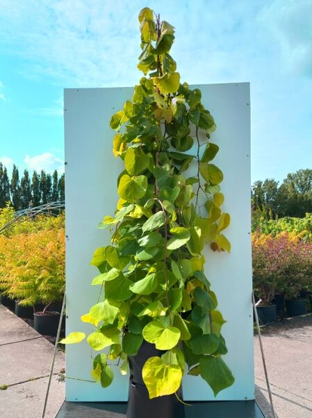 Cercis canadensis 'Golden Falls' ®, Judasbaum, 175–200 cm C20, Hochstamm mit hängendem Wuchs und herzförmigen grünen Blättern.