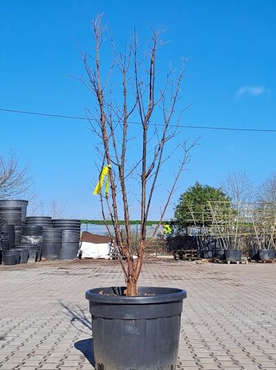 Zimt-Ahorn mehrstämmig 200 - 225 cm / Acer griseum 200-250 cm (876170)