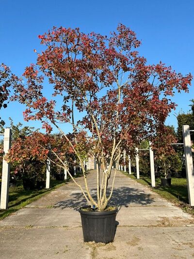 Gewöhnlicher Perückenstrauch 250-300 cm mehrstämmig / Cotinus coggygria (874051)