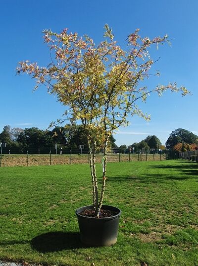 Szechuan Pfeffer 'Schirmform' 300-350 cm (546242) / Szechuan Pfeffer 'Schirmform' 300-350 cm (546242)