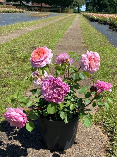 Edelrose Rosa 'Eisvogel'®, Pflanze im Topf C5 mit mehreren rosa Blüten und grünen Blättern