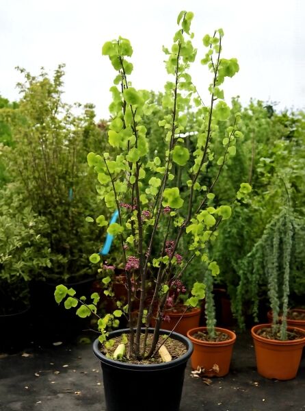 Gewöhnlicher Judasbaum (Cercis siliquastrum) 150–175 cm C20 im Topf, mehrstämmig mit herzförmigen Blättern und rosa Blüten.