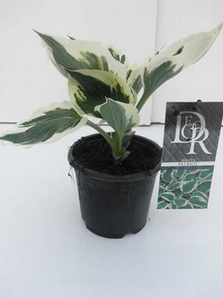 Weißrand-Funkie Hosta 'Patriot' C1 im schwarzen Pflanztopf, grüne Blätter mit weißem Rand.