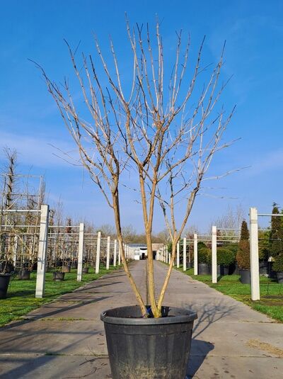 Sieben-Söhne-des-Himmels-Strauch 'mehrstämmig' 200-250 cm / Heptacodium miconioides (876035)